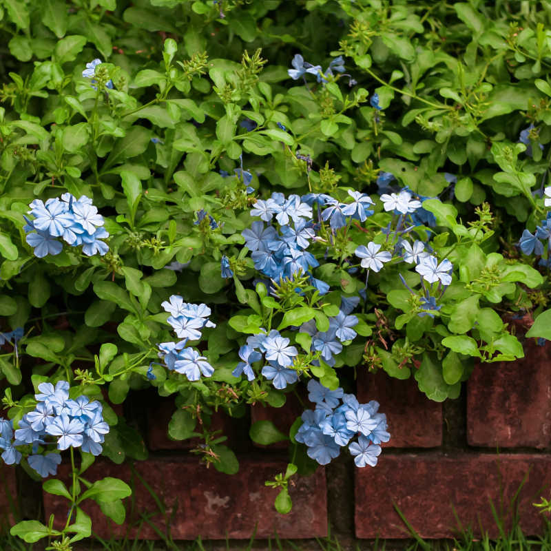 Plantas de Jazmín azul, Plumbago - PLUMBAGO AURICULATA 