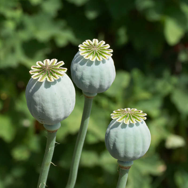 Papaver somniferum - Pavot à opium - fruits de la plante (capsules