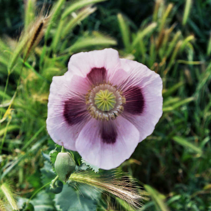 Graines de Pavot à opium, Pavot blanc - PAPAVER SOMNIFERUM - T.O.G