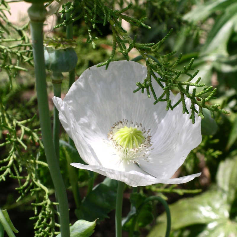 Opium Poppy Flower White