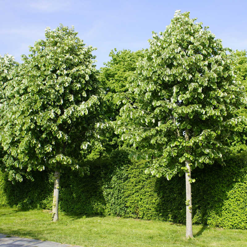 Tilleul, graines de Tilia cordata