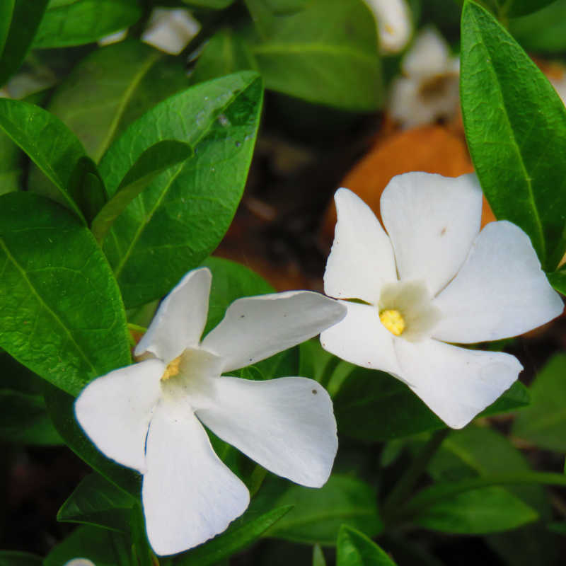 Plantes de Petite pervenche blanche - VINCA MINOR 'Alba' - T.O.G