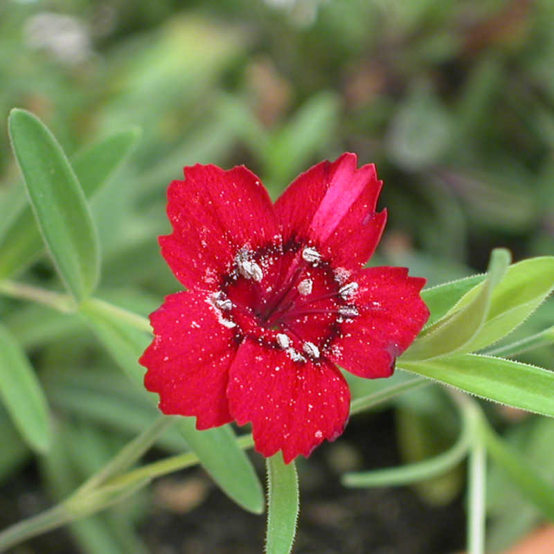 Plantas de Clavelina - DIANTHUS DELTOIDES - The Original Garden