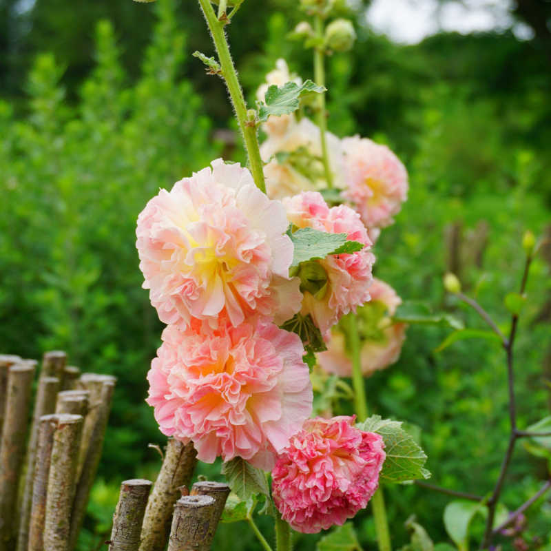 Seeds of Double Pink Hollyhock - ALCEA ROSEA 'Chater's Pink' - T.O.G