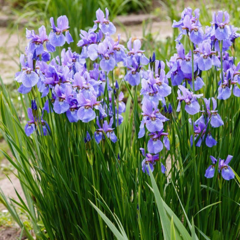 Siberian Iris (Iris sibirica) organic