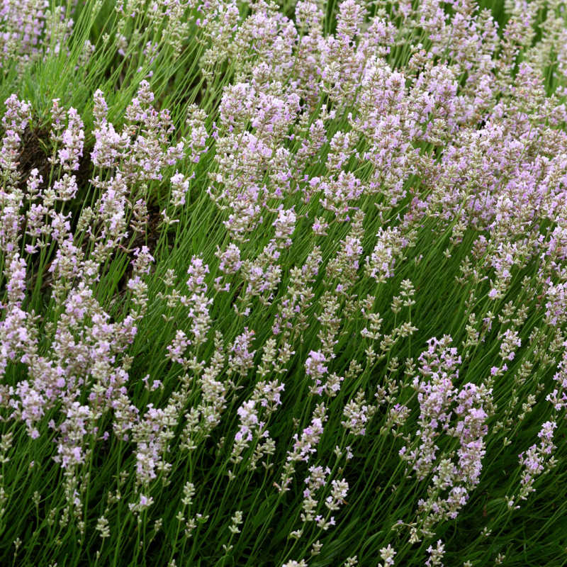 comprar Semillas de Lavanda (Lavandula Angustifolia)