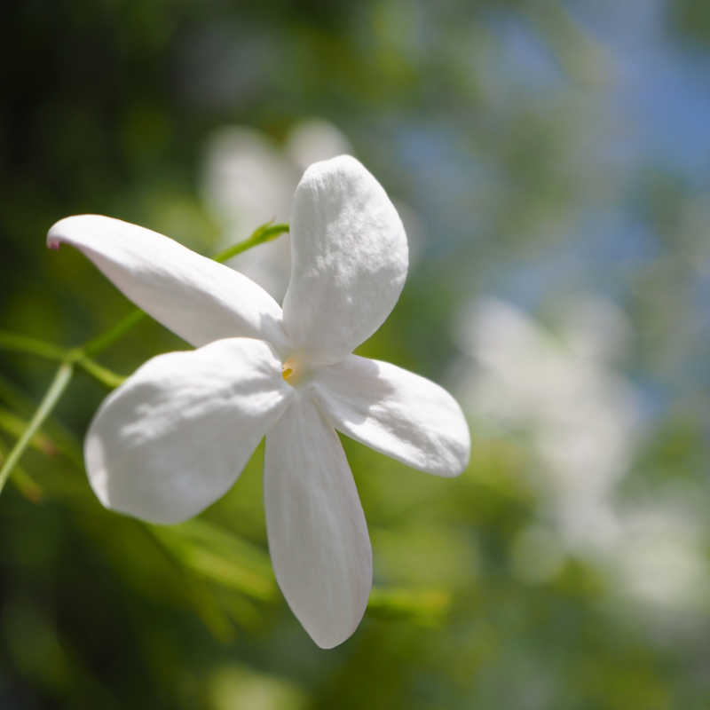 Plantes de Jasmin d'Espagne - JASMINUM GRANDIFLORUM - T.O.G