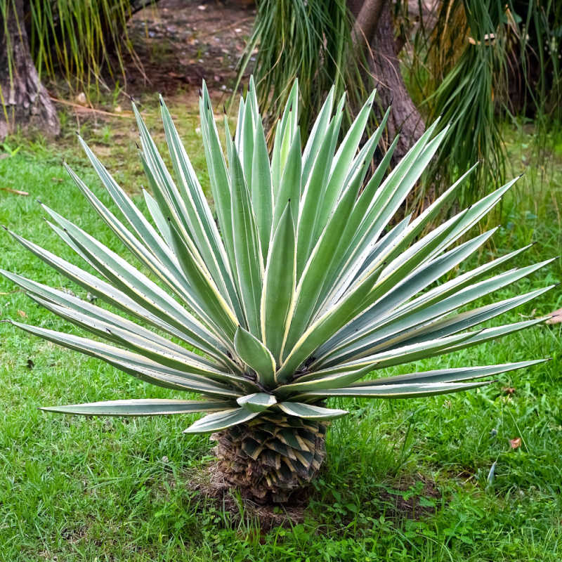 Plants of Sisal - AGAVE SISALANA - The Original Garden