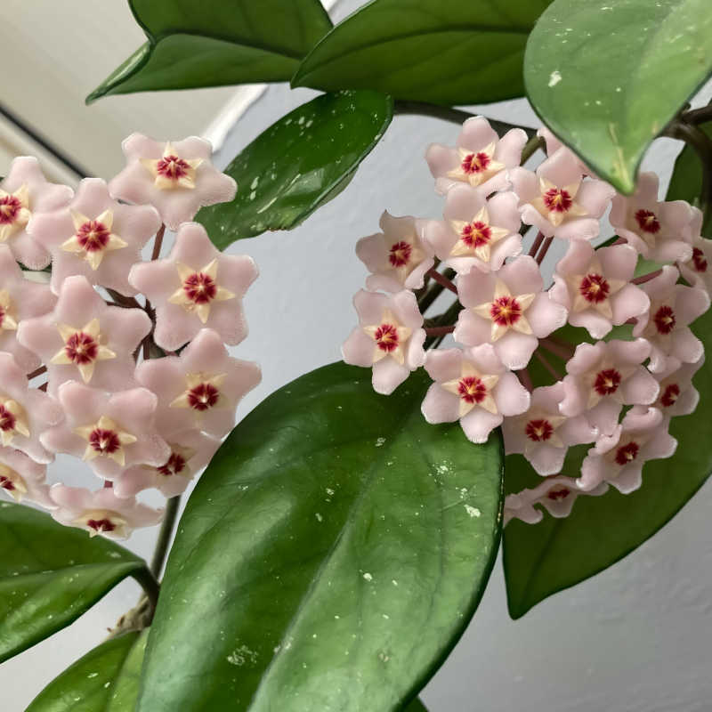 Comprar Flor De Cera Hoya Carnosa The Original Garden Comprar Flor De Cera Hoya Carnosa The Original Garden