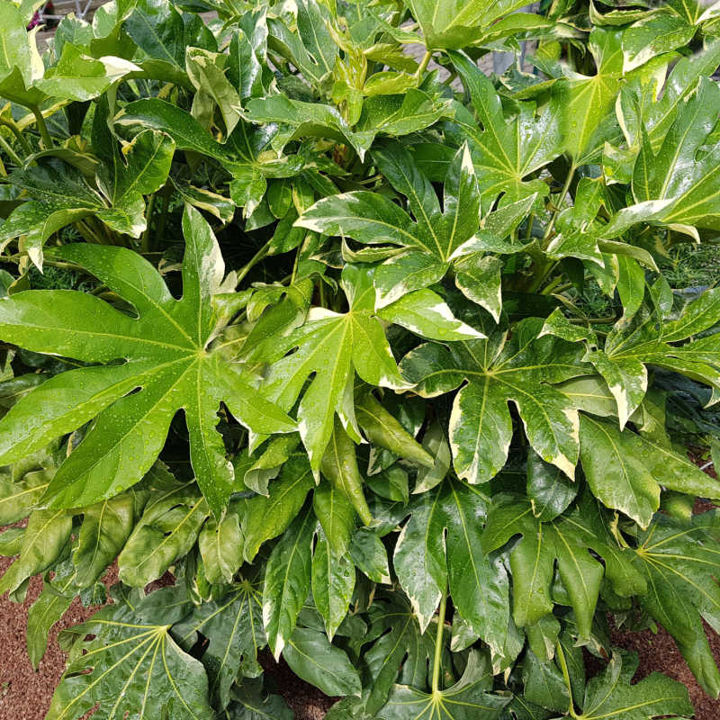 Choix de vert - Fatsia japonica - Fingerplant - plante d'intérieur en pot  SANTORINI