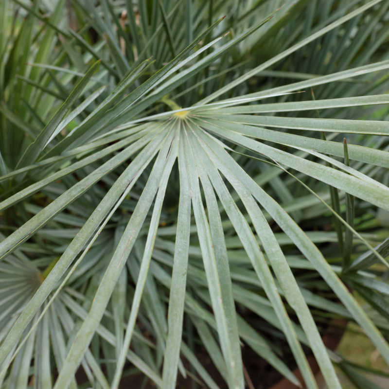 Palmier Chamaerops humilis ou palmier nain méditerranéen