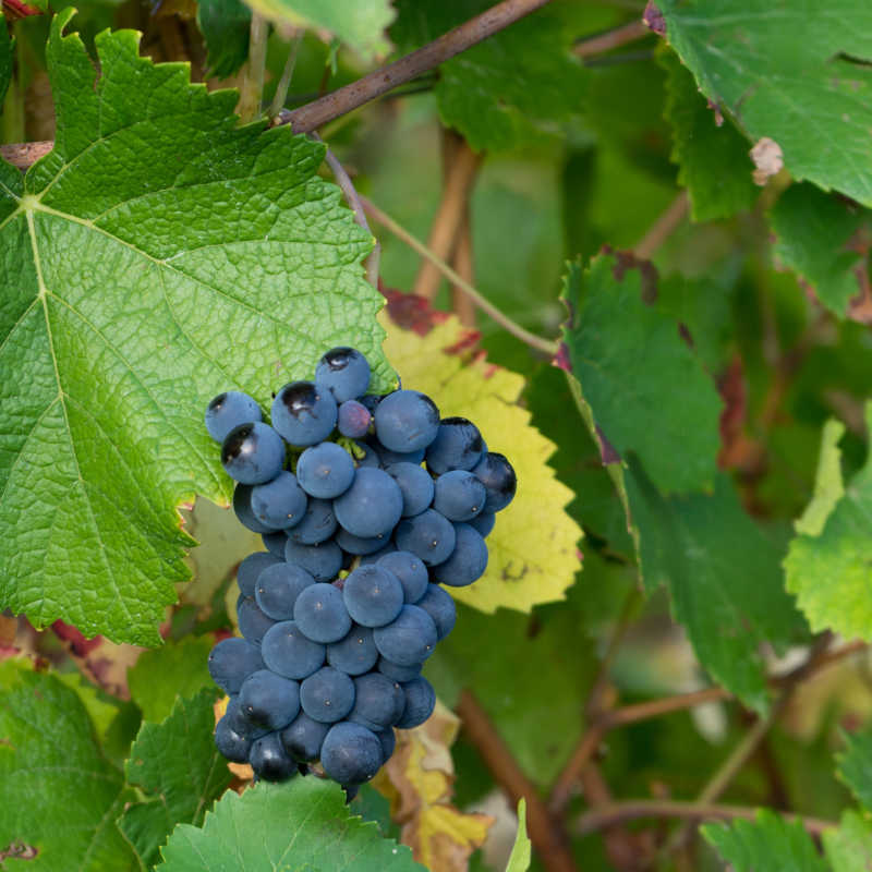 Pinot noir cheap vine