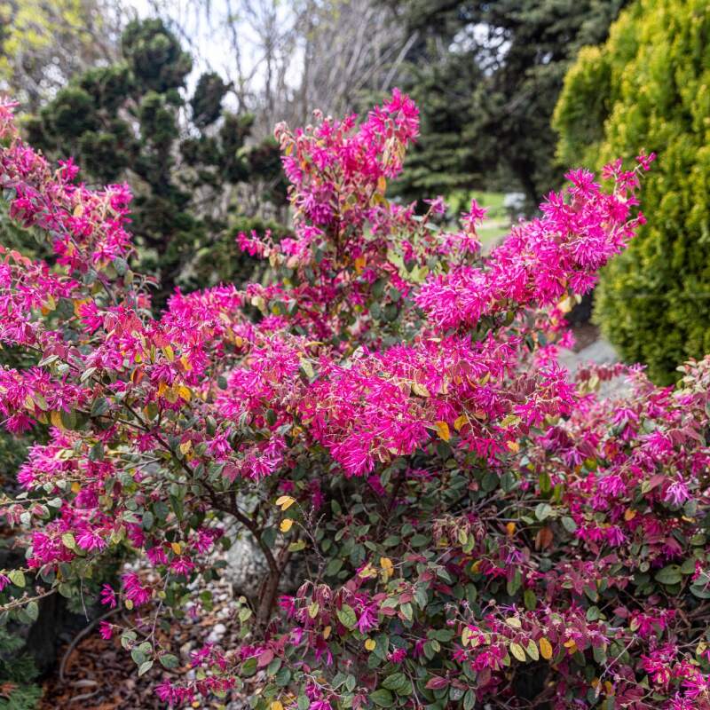 Plants Of Chinese Witch Hazel Fire Dance LOROPETALUM CHINENSE