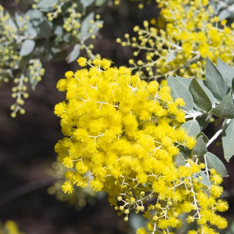 Semillas de Acacia Mimosa - ACACIA BAILEYANA - The Original Garden