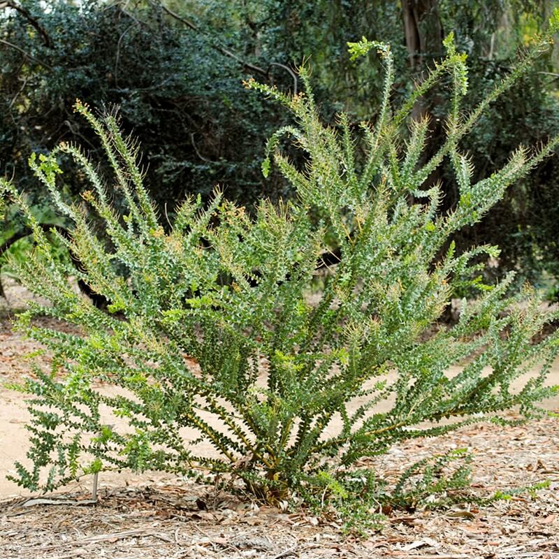 Seeds of Knife Leaf Wattle ACACIA CULTRIFORMIS T.O.G