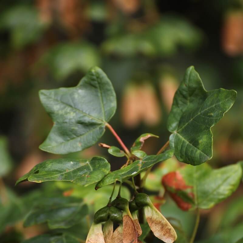 Plantas de Arce de Montpellier - ACER MONSPESSULANUM - T.O.G