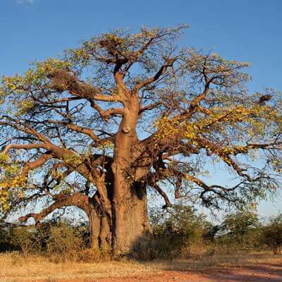 Graines Adansonia Digitata Seeds Saatgut Baobab Semi semillas 5