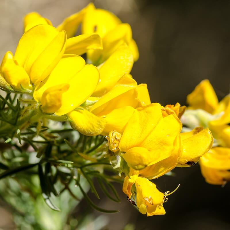 Seeds Of Adenocarpus Decorticans Silver Broom T O G Seeds Of Adenocarpus Decorticans Silver Broom T O G