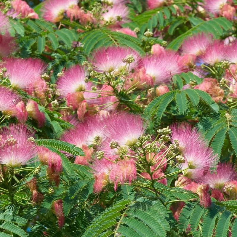 Plants Of Persian Silk Tree Albizia Julibrissin T O G