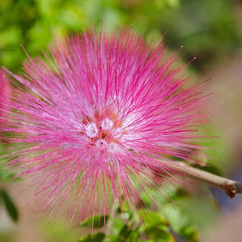 Seeds Of Persian Silk Tree Albizia Julibrissin T O G
