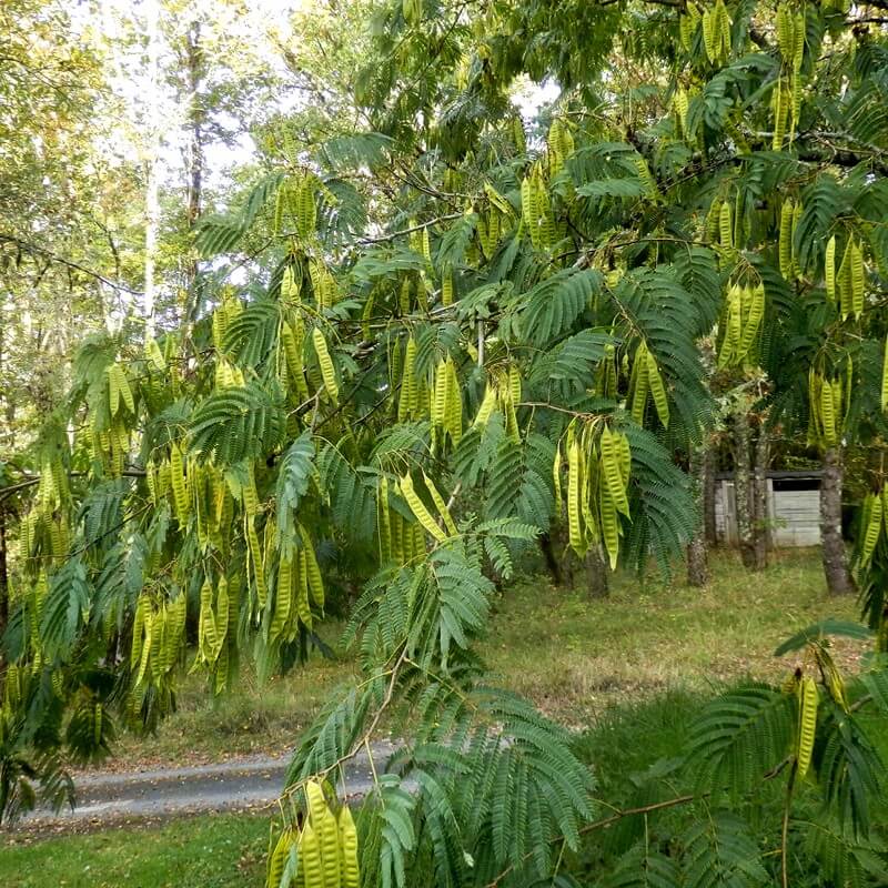Plants Of Persian Silk Tree Albizia Julibrissin T O G