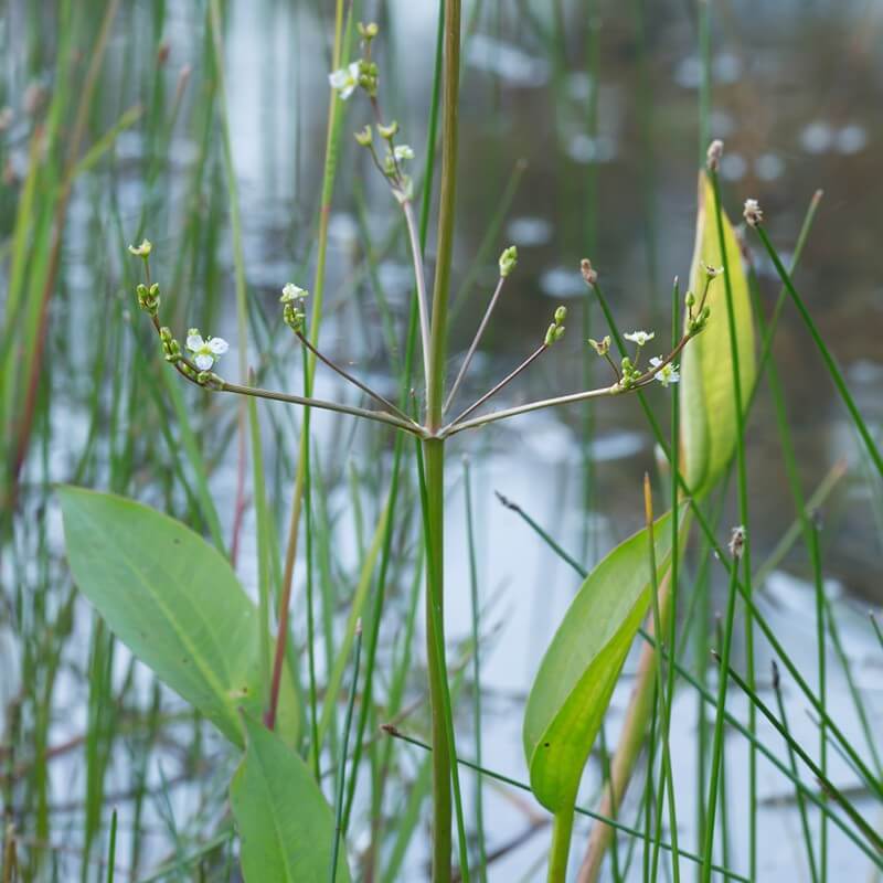 Seeds of ALISMA PLANTAGOAQUATICA MadDog Weed T.O.G
