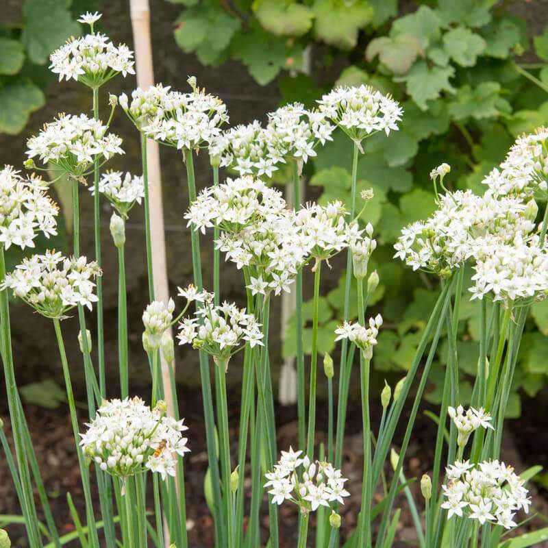 Semillas de Cebollino chino - ALLIUM TUBEROSUM - The Original Garden