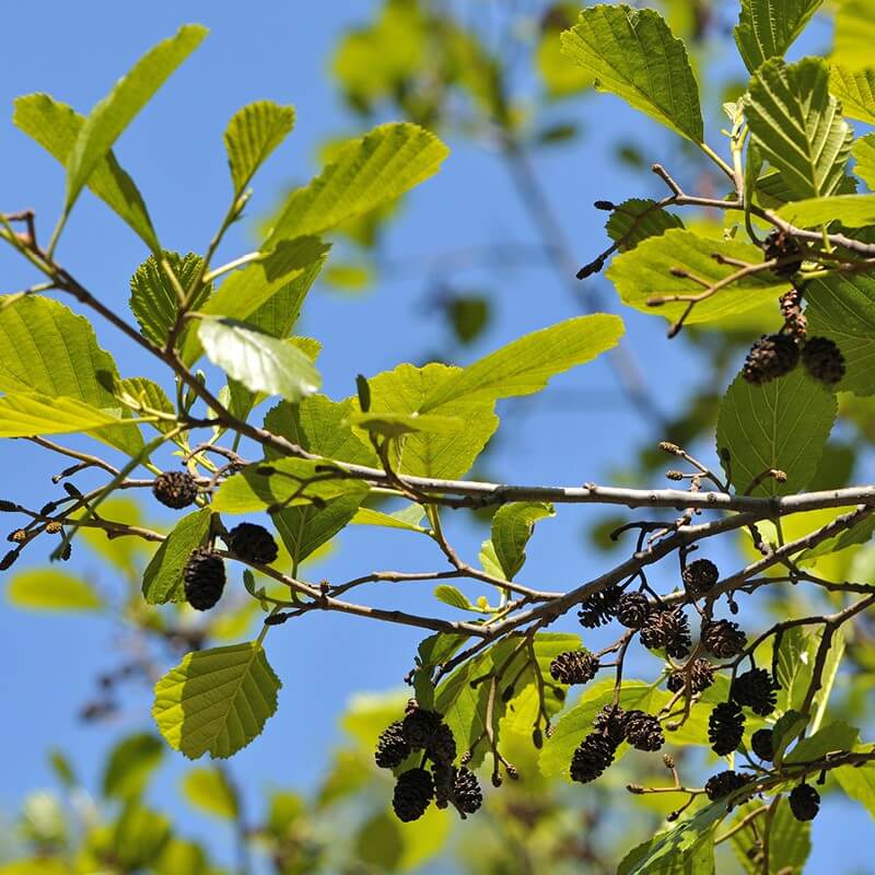 Plantas de Aliso ALNUS GLUTINOSA The Original Garden