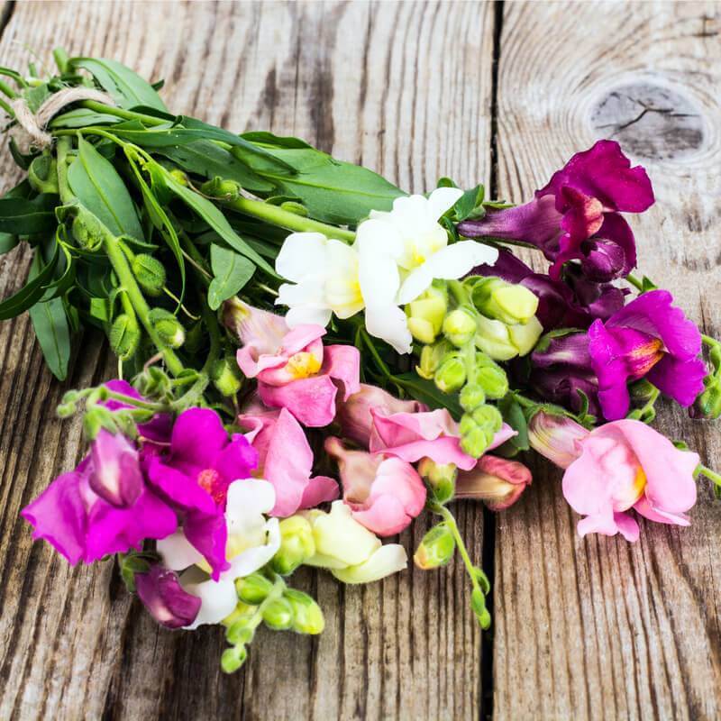 Seeds of ANTIRRHINUM MAJUS PUMILUM Snapdragon T.O.G