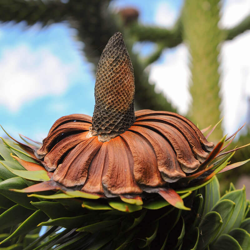 Seeds Of ARAUCARIA ARAUCANA Monkey Puzzle Tree T O G Seeds Of ARAUCARIA ARAUCANA Monkey Puzzle Tree T O G