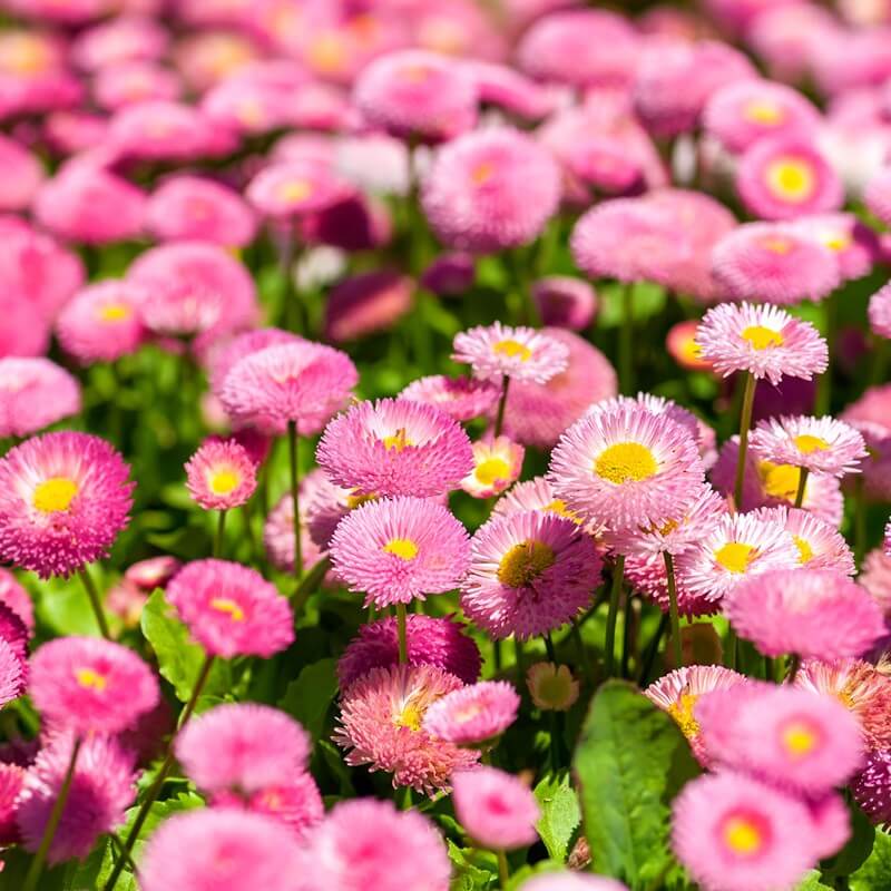 Seeds Of English Daisy Bellis Perennis Monstrosa T O G