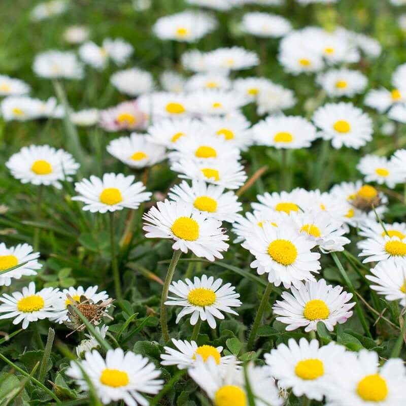 Seeds Of Bellis Perennis Meadow Daisy The Original Garden