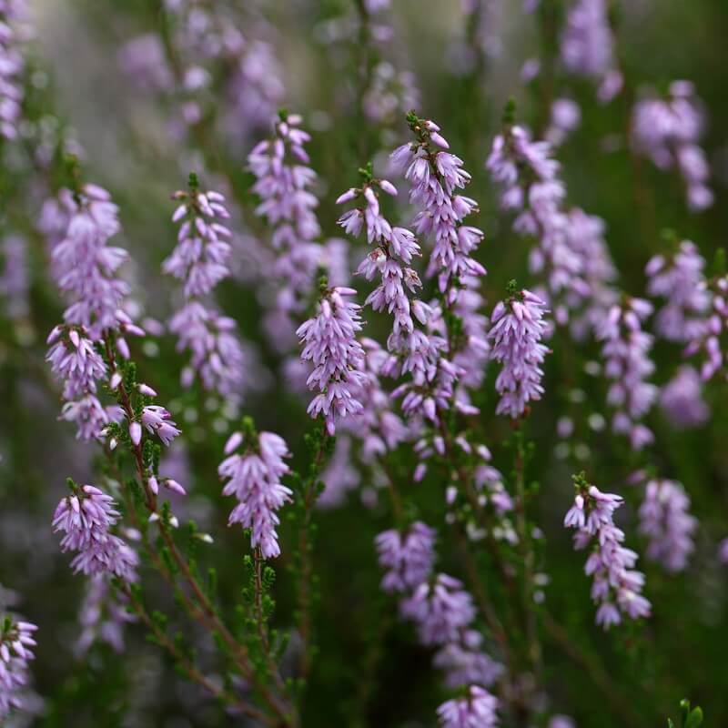 Seeds of Common Heather - CALLUNA VULGARIS - The Original Garden