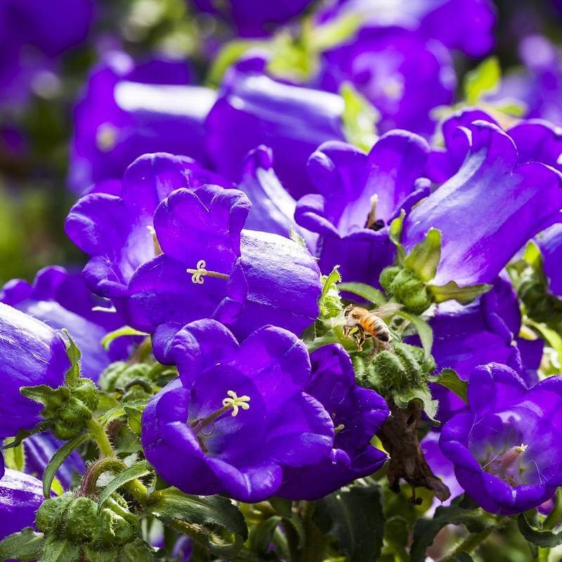 Seeds Of Campanula Medium Canterbury Bells The Original Garden