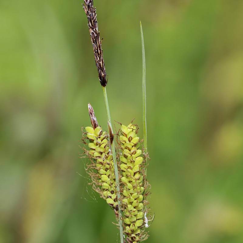 Semillas de Mansiega CAREX FLACCA The Original Garden