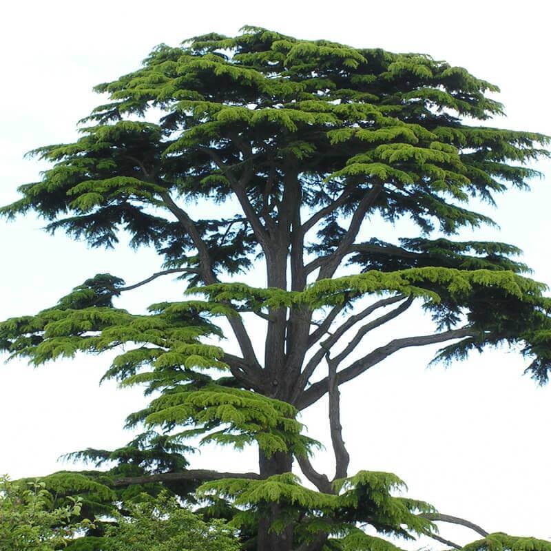 Cedar - British Trees Cedrus libani NY Trust Seeds Eastern White 50pcs 