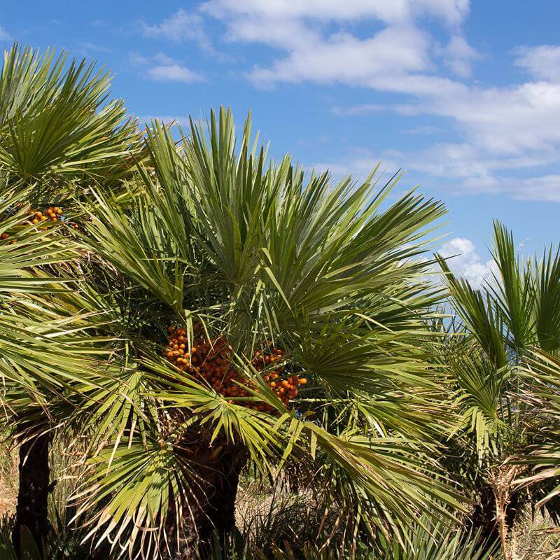 Plantas De Palmito Chamaerops Humilis The Original Garden