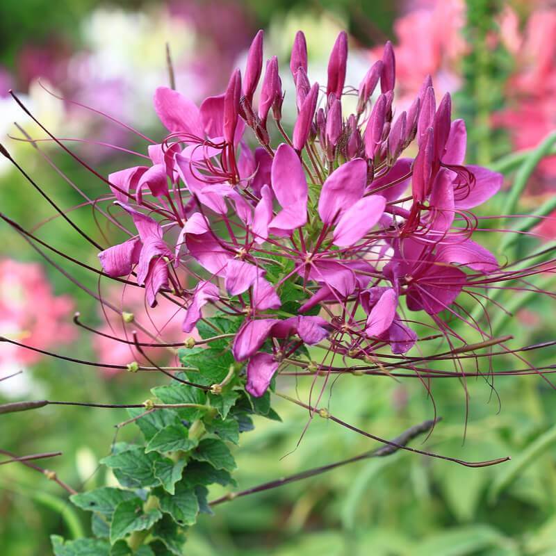 Semillas de Pata de vaca rosa - CLEOME SPINOSA Rose Queen - T.O.G