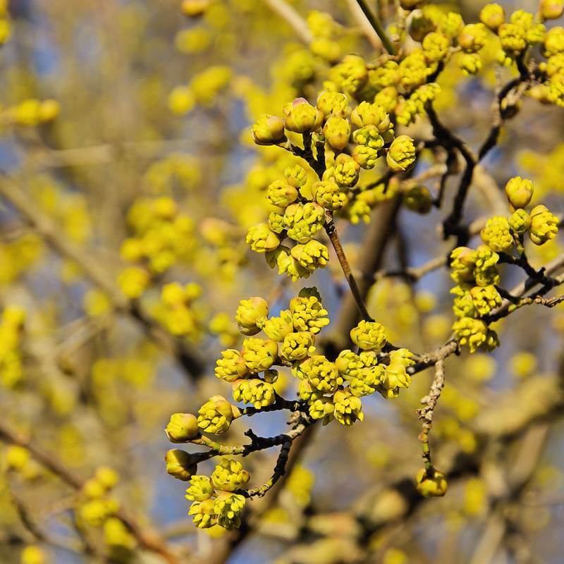 cornus mas in leaf cornus mas in leaf