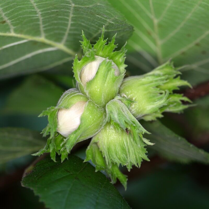Plantas de Avellano CORYLUS AVELLANA The Original Garden