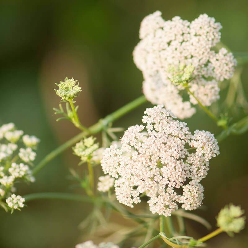 Graines de Cumin de son nom latin Cuminum cyminum