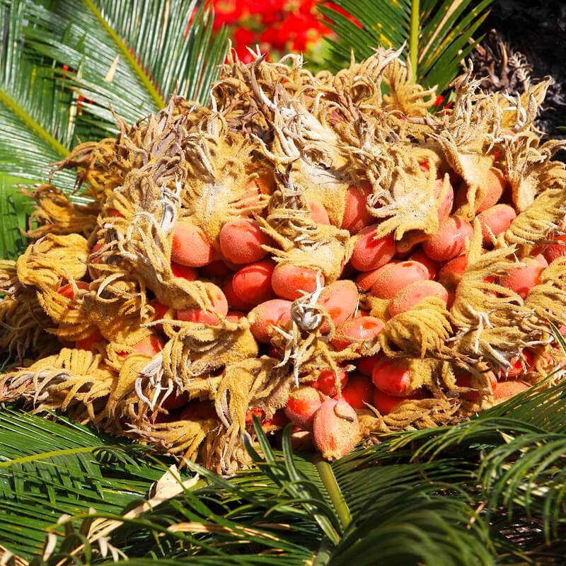 Sago Palm Tree Seeds Sago palm tree seeds