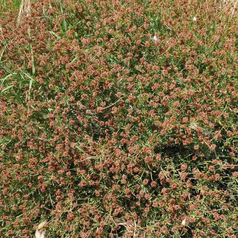 Plantas de Bocha blanca - DORYCNIUM PENTAPHYLLUM 