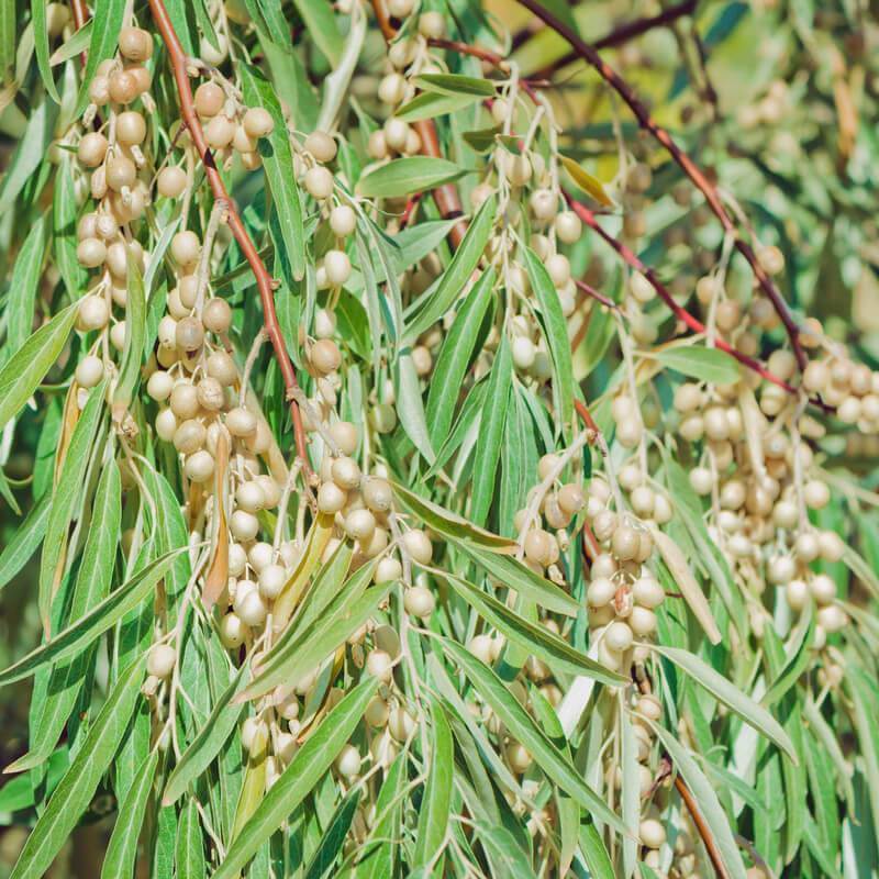 Russian Olive Tree Seeds (Elaeagnus Angustifolia) – Perennial Tree Seeds From Russia – Multiple Amounts Available