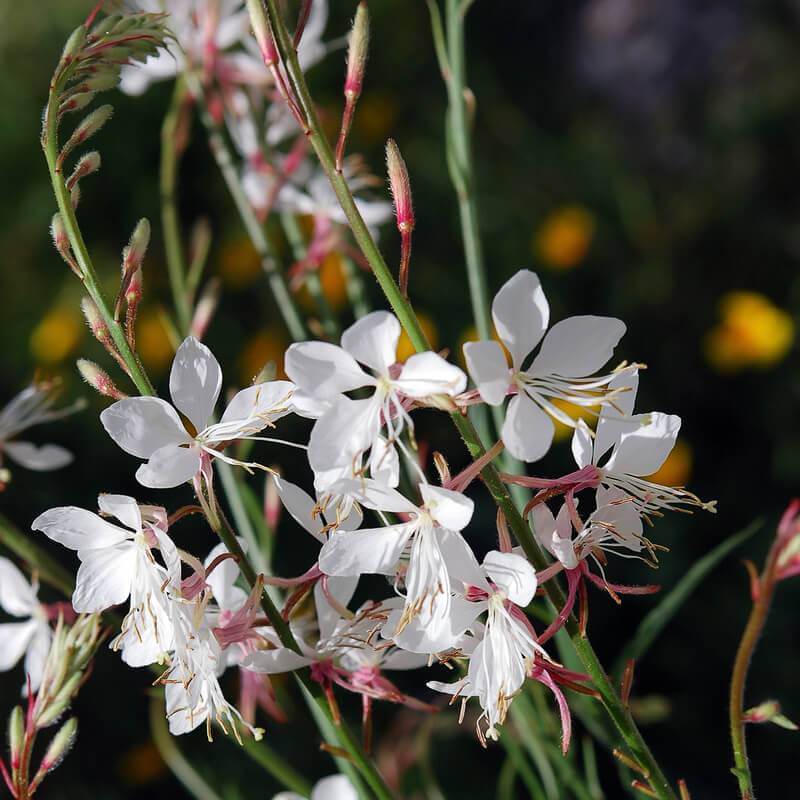 Plantes de Gaura blanche - GAURA LINDHEIMERI - The Original Garden