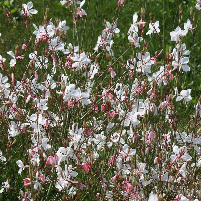 Plantes de Gaura blanche - GAURA LINDHEIMERI - The Original Garden