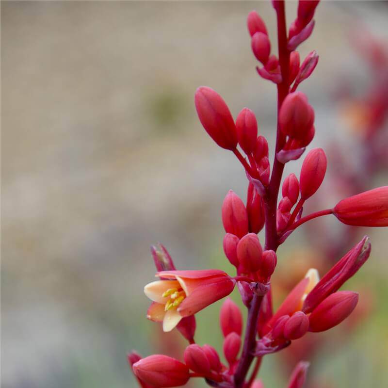 Plants of Red Yucca - HESPERALOE PARVIFLORA - The Original Garden