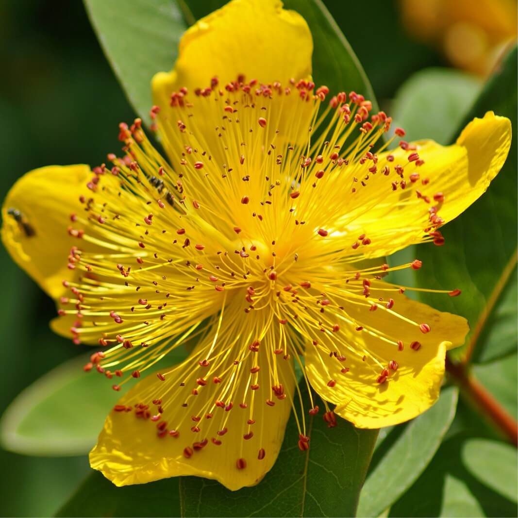 Plants of Aaron´s Beard - HYPERICUM CALYCINUM - The Original Garden