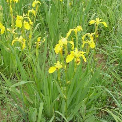 Plantas de Lirio amarillo - IRIS PSEUDACORUS - The Original Garden