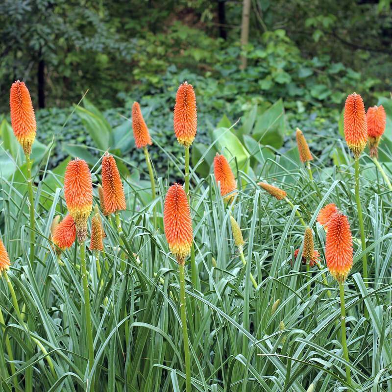 Kniphofia 2024